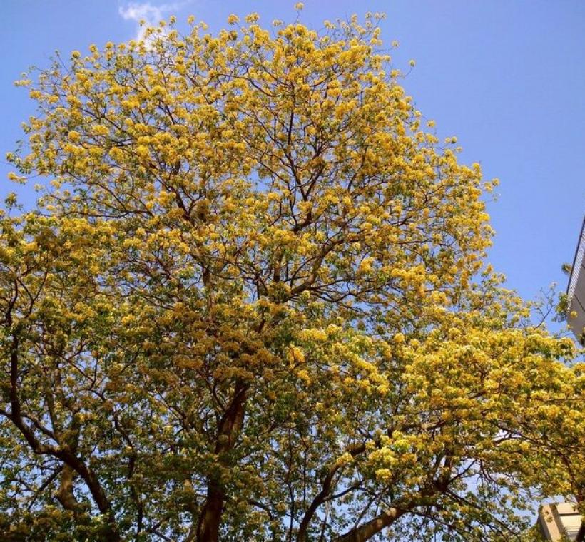 春末溫州街加羅林魚木枝條上滿滿的銀白色花朵繁花簇擁