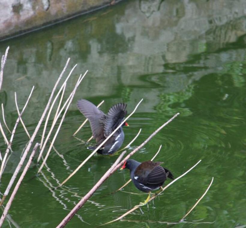 青年公園九曲橋悠閒戲水的紅冠水雞