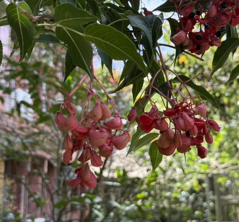 紅色果實宛如小巧盒子，包裹著光滑黑種子，是山林中的秋日驚喜。