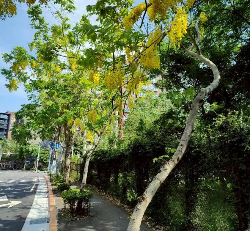 堤頂大道2段阿勃勒金黃與遍地花影交織而成的夏日風景