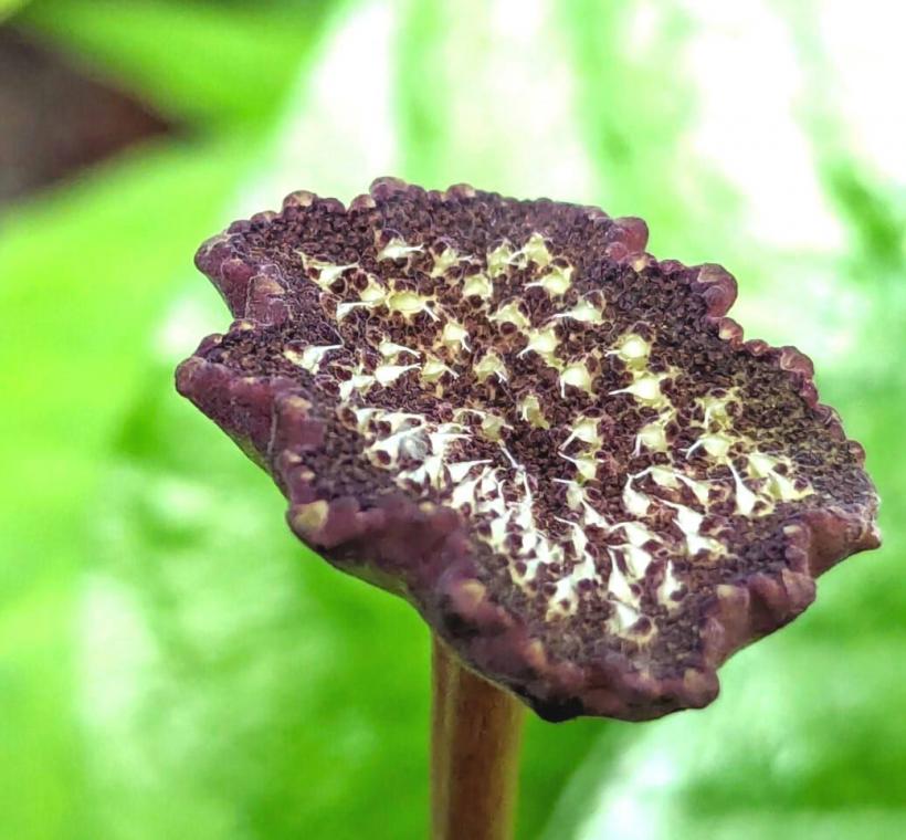 圖8魔盤平盤型的頭狀花序自葉腋伸出，形如蕈傘，細小白色果實呈顆粒狀突起，成熟後會彈出散播。