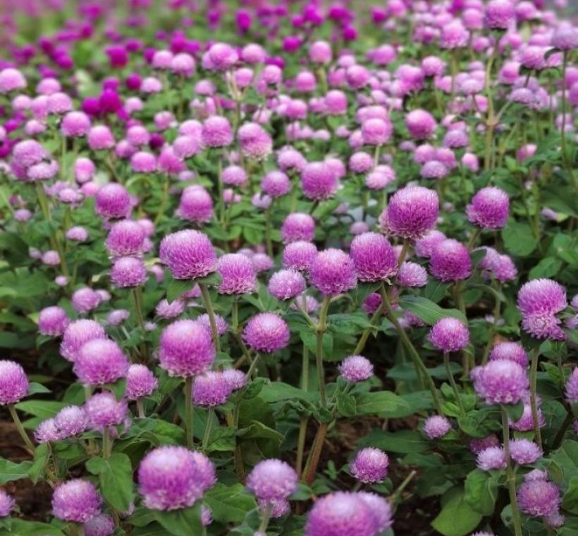 利用漸層方式搭配，清新雅緻的色彩讓用路人眼睛一亮