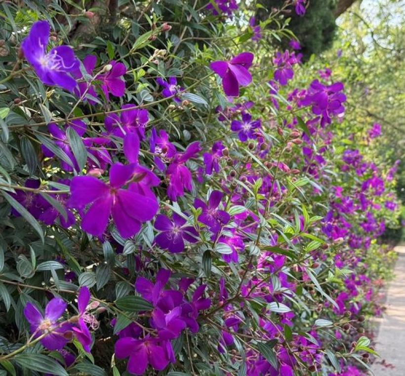 步道旁的巴西野牡丹相互輝映，讓人在散步之間不斷發現驚喜。