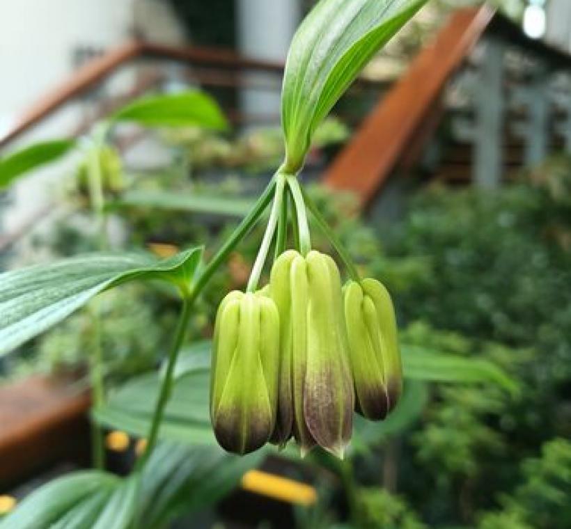 臺灣寶鐸花2~5 朵，淺黃綠色或黃色成串的筒狀鐘形花相當吸睛。