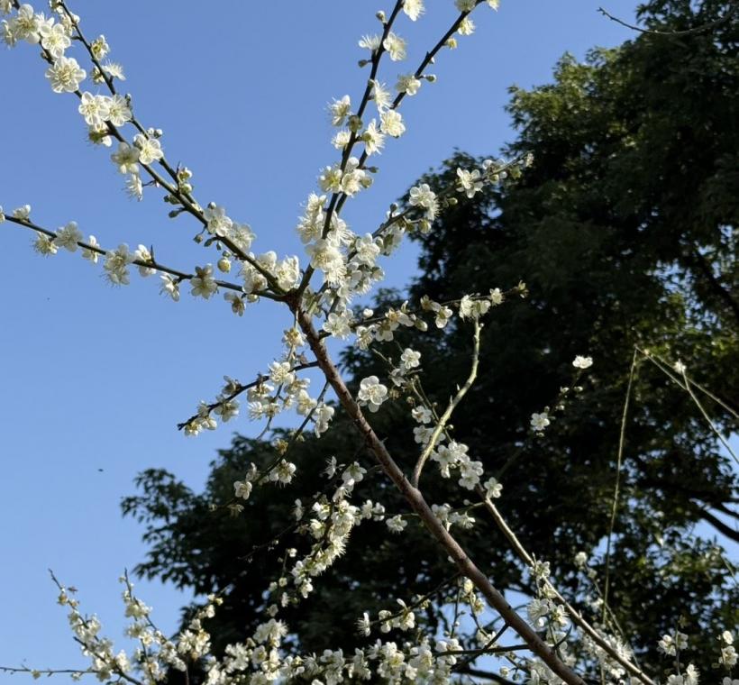 皎潔的梅花有如白雪般的絢麗