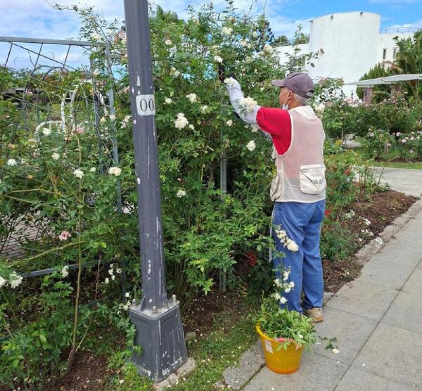 育種家花園志工修剪身影