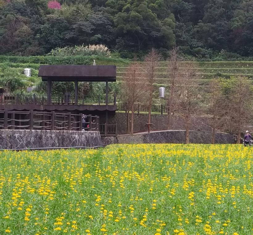 樟樹步道魯冰花海陸續盛放中