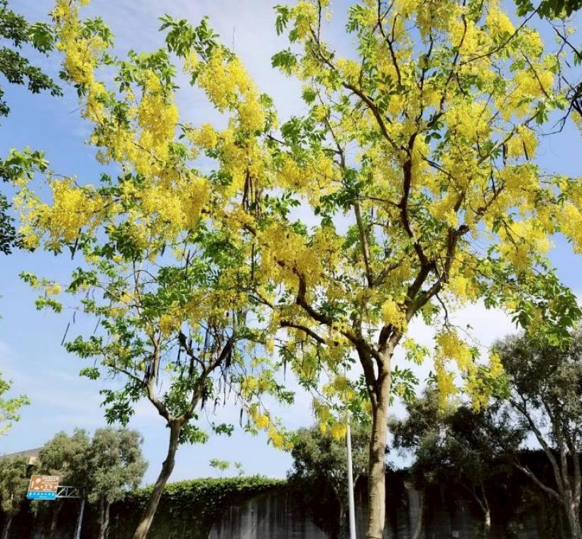 上塔悠及下塔悠公園花串隨風搖曳，金黃色花海沿著道路綿延