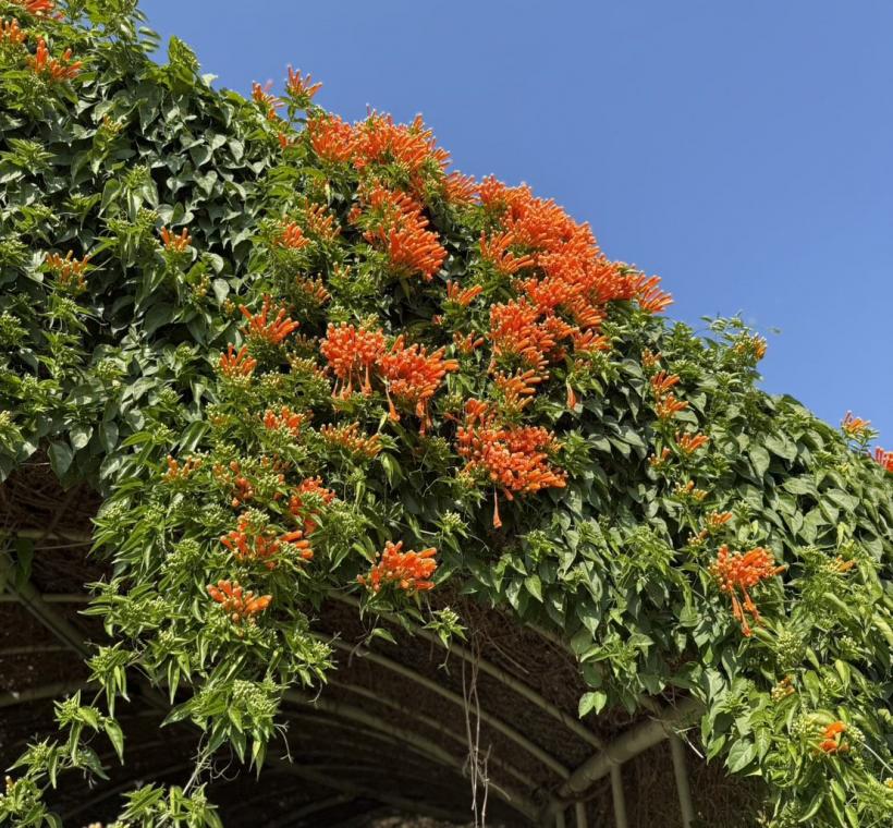 炮仗花，又稱炮竹花，纍纍花串好似喜慶燃放的鞭炮而聞名。
