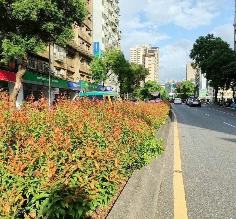 和平東、西路沿線道路中央分隔島所栽植的長紅木，透過枝葉層次與色彩變化在不同季節展現細膩的視覺表情(和平西路)