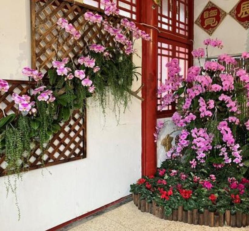 新蘭亭入口處即有大面蝴蝶蘭花牆的打卡點