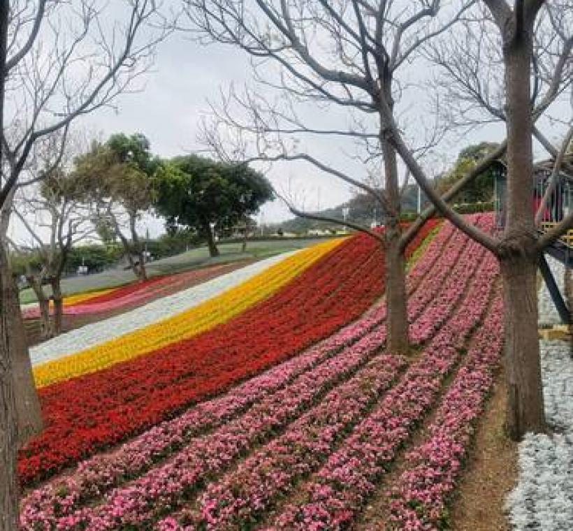 三層崎花海浪漫登場