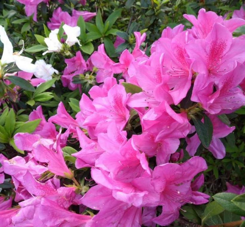 臺北市街道上主要種植平戶杜鵑