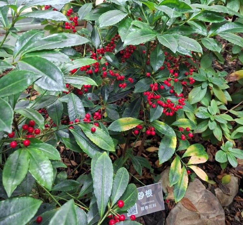 「硃砂根」又名萬兩金、黃金萬兩、富貴籽，是農曆春節最喜氣的花卉。