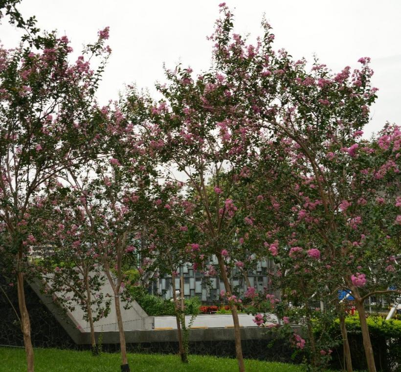 捷運5號出口旁的紫薇