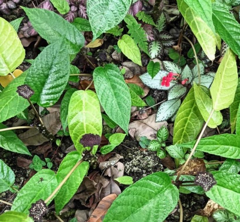 圖9魔盤因為花微小，且花形不明顯，需要彎下腰才能發現它的蹤跡。