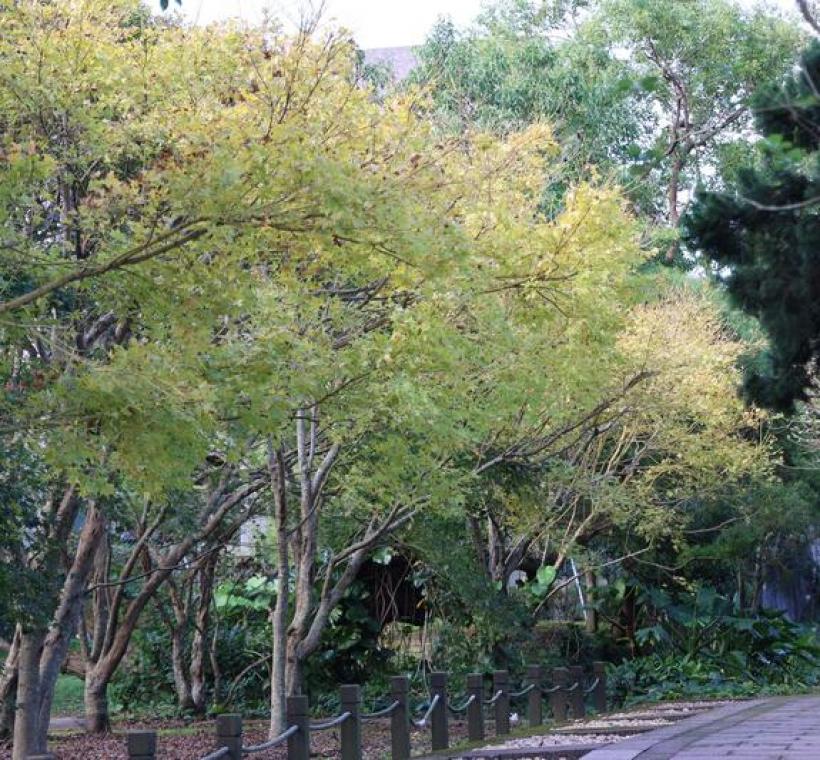 綠葉漸黃，黃金楓點綴步道，秋意盡現。