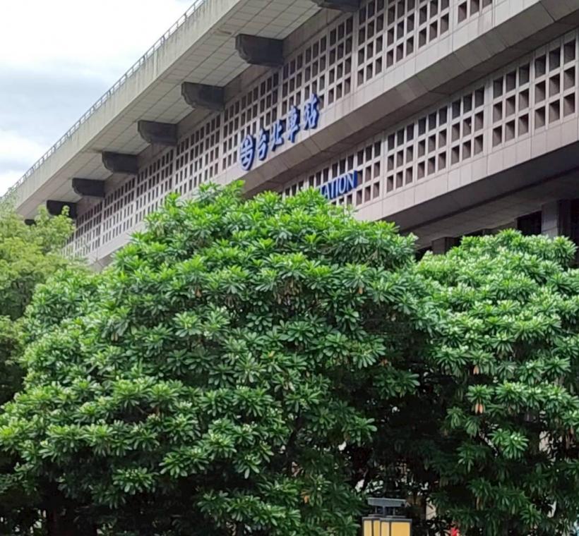 臺北車站北側臨市民大道一段綠帶的海檬果已進入盛花期