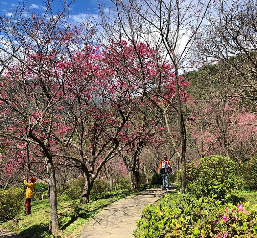 公園內的櫻花已開放五成