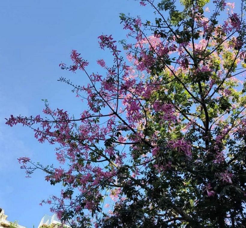 秋意漸濃，臺北街頭卻迎來一場美人樹繽紛的秋日花景(文德1號綠地)
