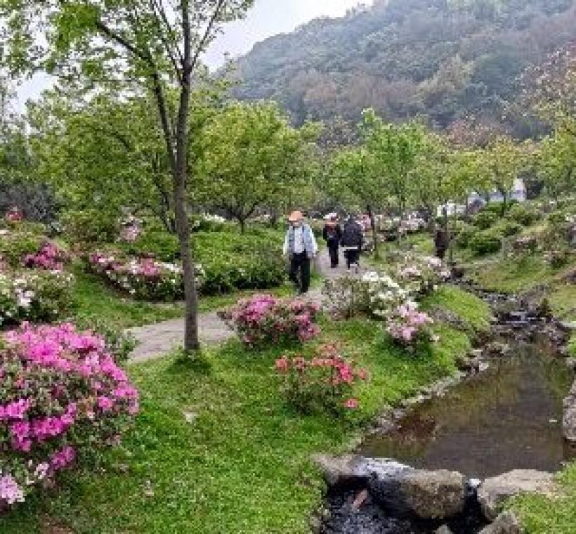 陽明公園溪流區杜鵑