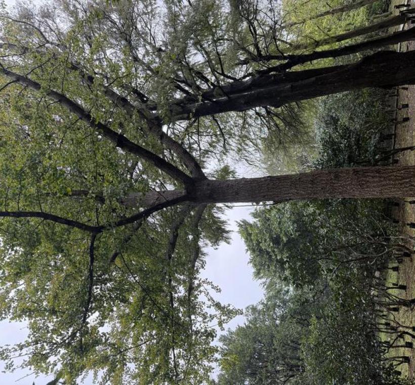 銀杏樹筆直高聳