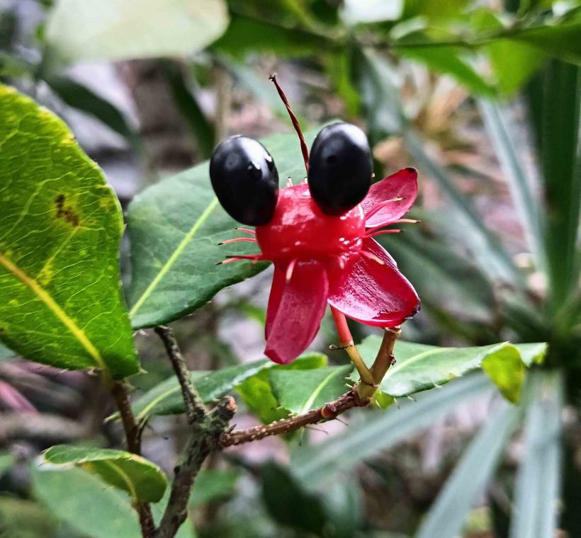 圖5「米老鼠樹」在花凋謝後花萼、胎座持續發育呈紅色，核果環形排列於胎座上，某些角度像米老鼠的耳朵與鼻子。