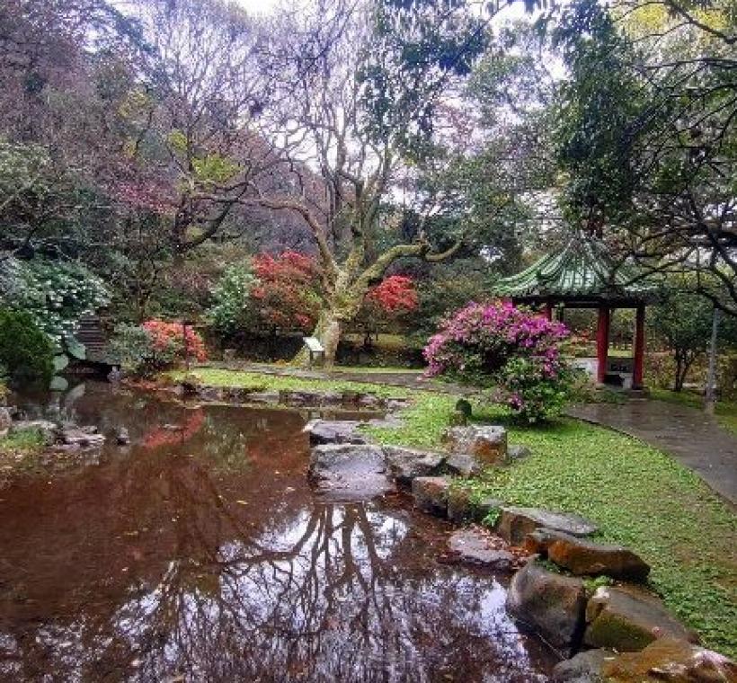 陽明公園聽泉亭旁杜鵑花