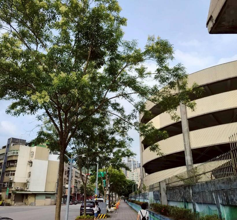臥龍街光蠟樹則在人行道旁盛開，在日常生活場景中展現恬靜之美