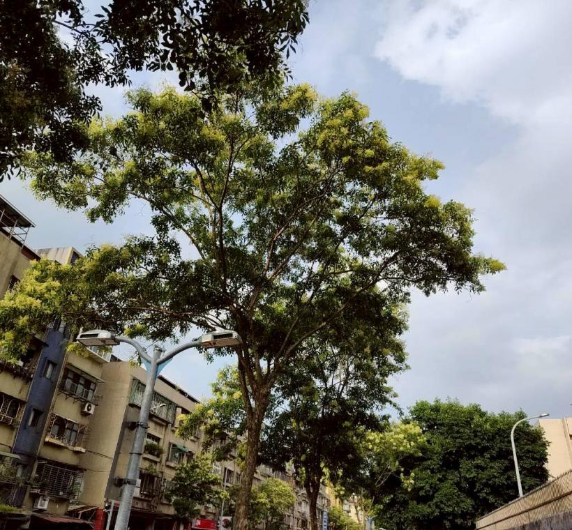 臥龍街光蠟樹則在人行道旁盛開，在日常生活場景中展現恬靜之美