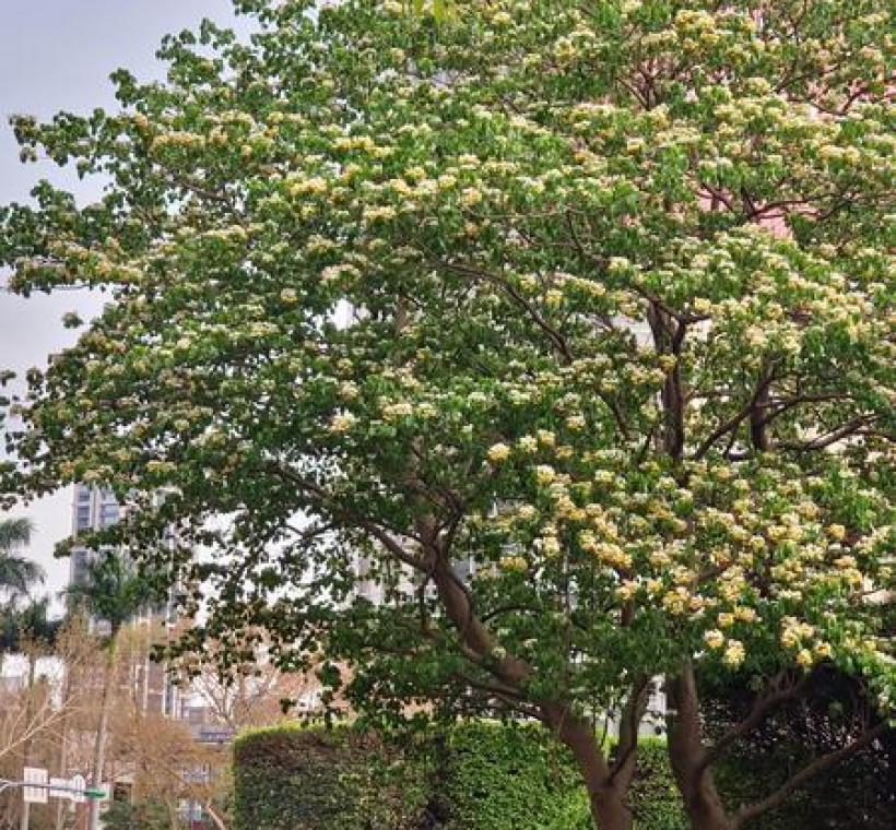仁愛路圓環加羅林魚木盛開，白色花絲如煙火綻放，形塑層次豐富的都市景觀焦點