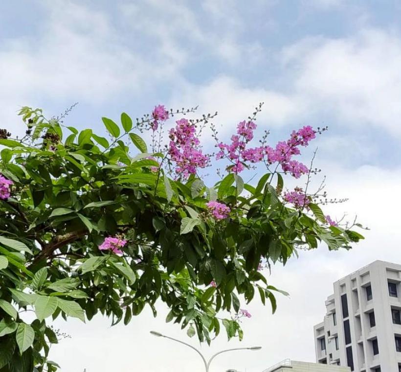 民權東路大花紫薇枝頭綻放，一簇簇粉紫色花朵如雲似霞景