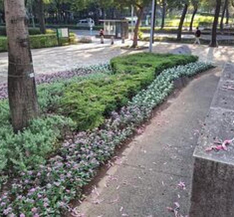 美人樹枝頭花開燦爛，地上落花如詩，讓公園的秋日風景多了幾分柔情。