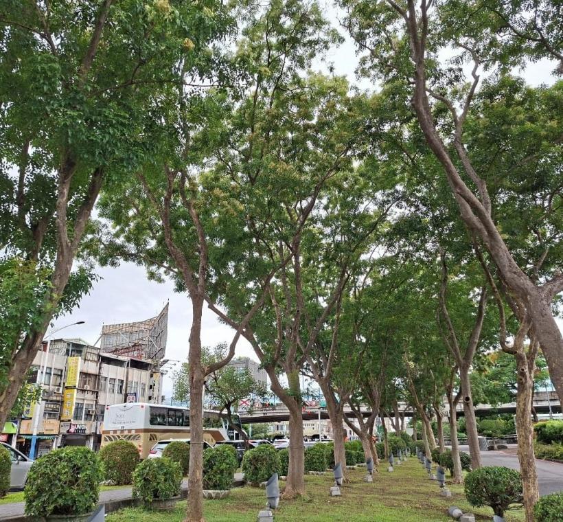走進光臘樹的濃蔭之下，枝葉層層交疊，微風穿梭其間，為炎熱午後帶來一片清涼。
