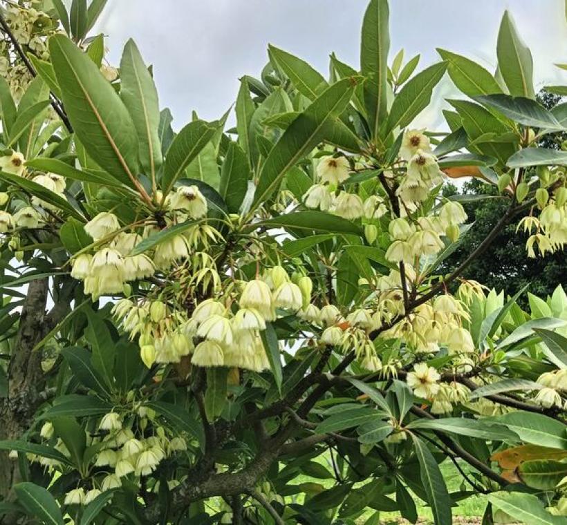 花萼粉紅色或綠白色，白色花瓣懸垂下來，開花時像小舞裙隨風擺動。