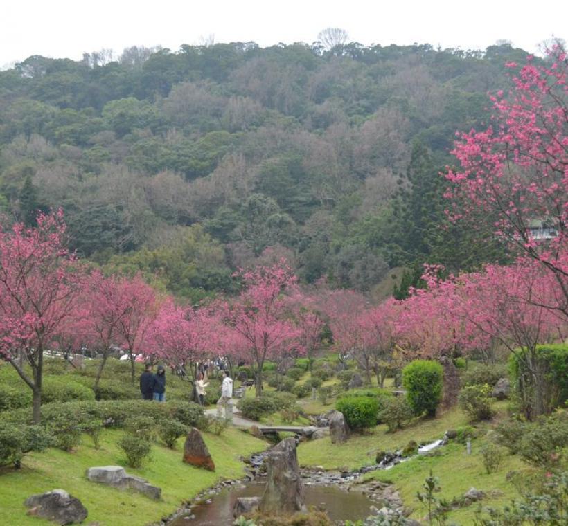 陽明公園櫻花溪流區(拍攝日期114年2月6日)