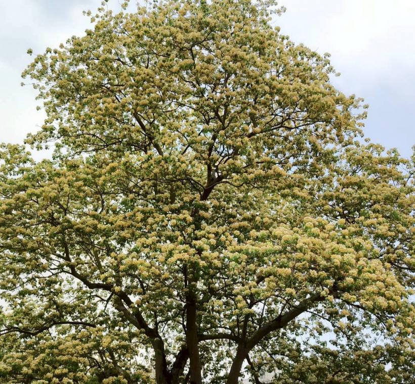 溫州街魚木賞花秘境藏身大安區大學里巷弄