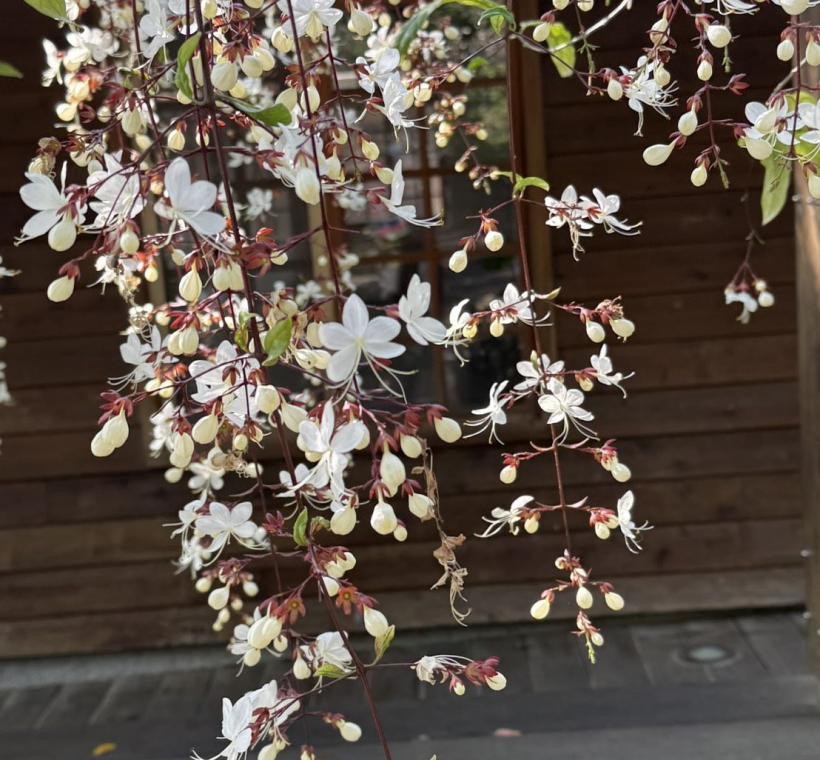 垂枝茉莉別名白玉蝴蝶。