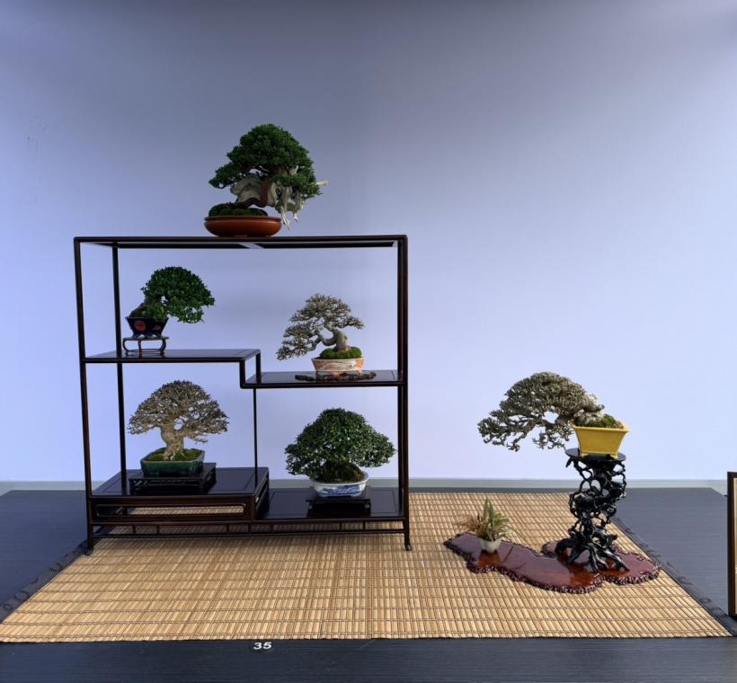 漢風獎-成組~系魚川真柏、梔子花、石朴、香水梅、縮緬葛、黃槿