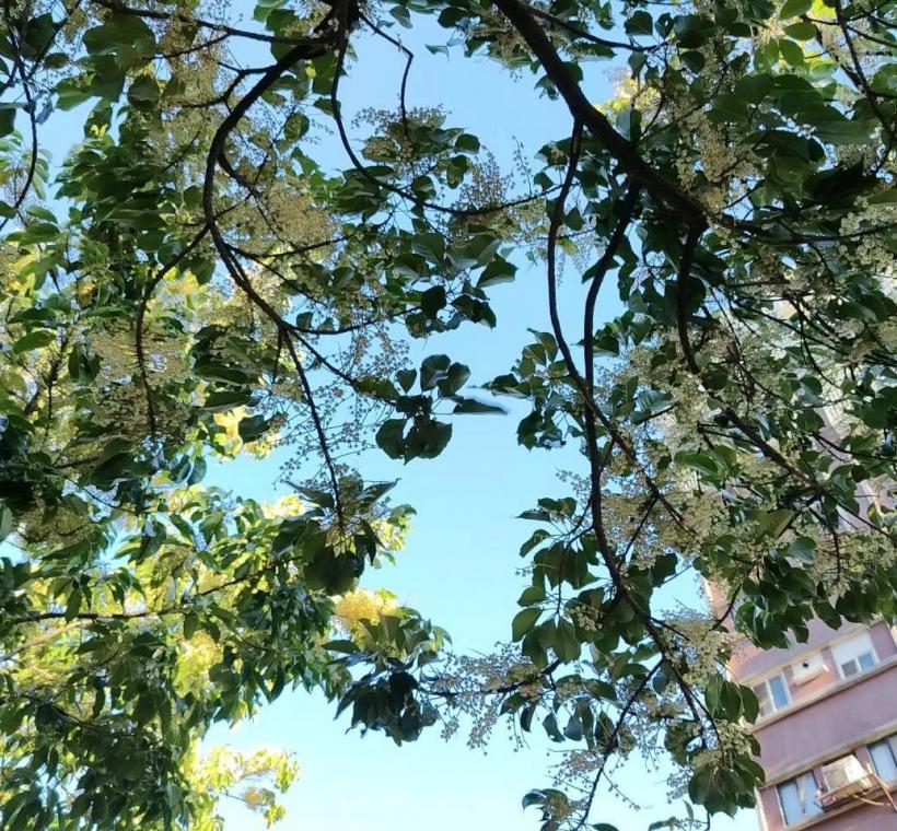 (圖10)錫蘭橄欖雖然花冠徑1公分，不過每花軸可著生60枚小花，近看非常壯觀