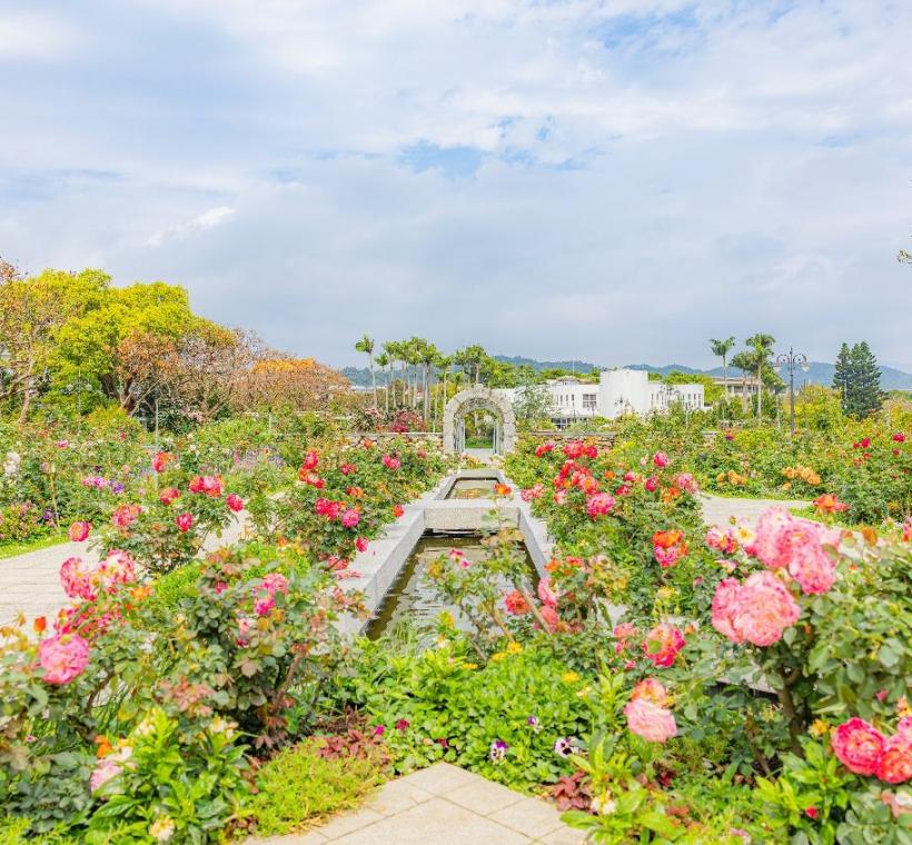 臺北玫瑰園目前花開約4成，最佳花況將落在3月中，邀請大家來賞花集點抽好禮！