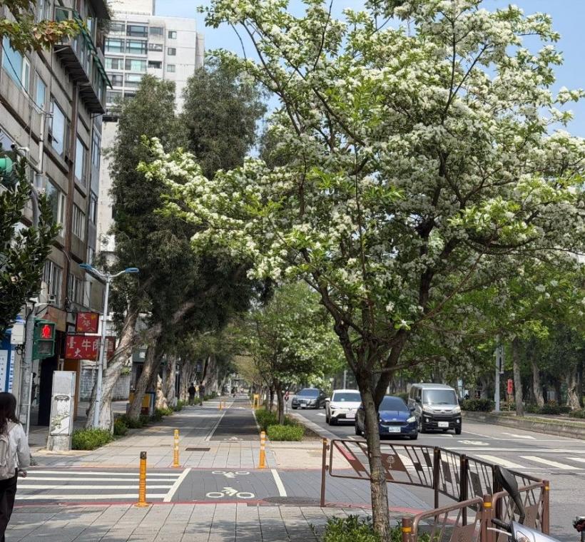 新生南路三段流蘇盛開，在完善的人車分道街景中，與步過的行人共同勾勒出城南靜謐的春日律動
