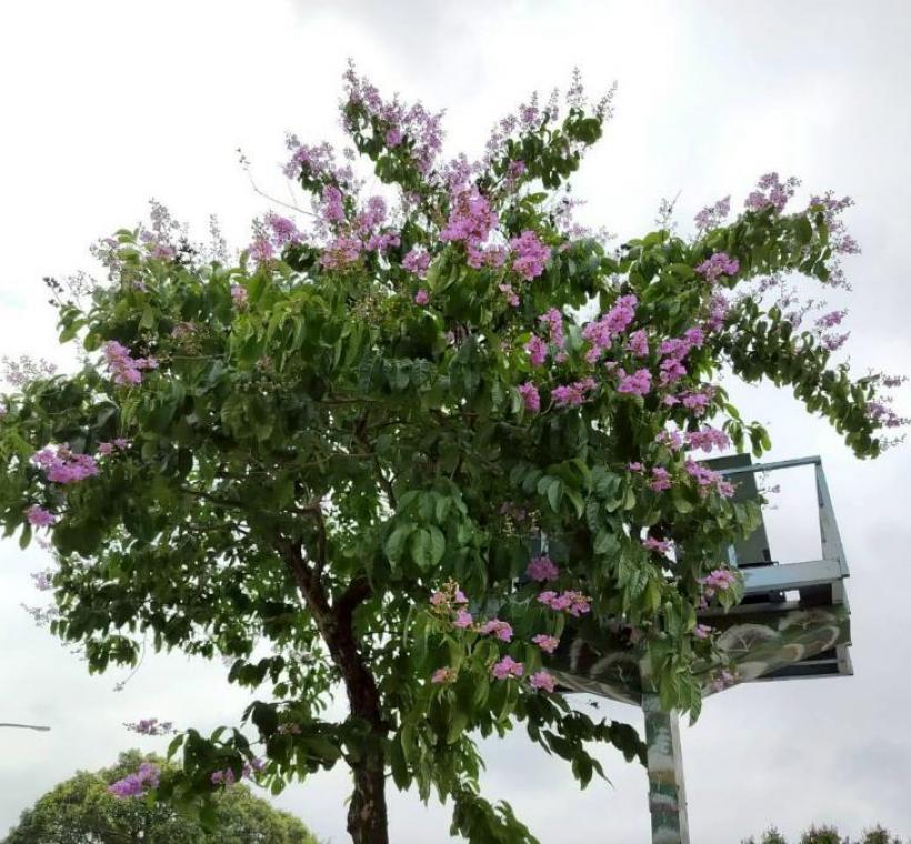 民權東路大花紫薇枝頭綻放，一簇簇粉紫色花朵如雲似霞景
