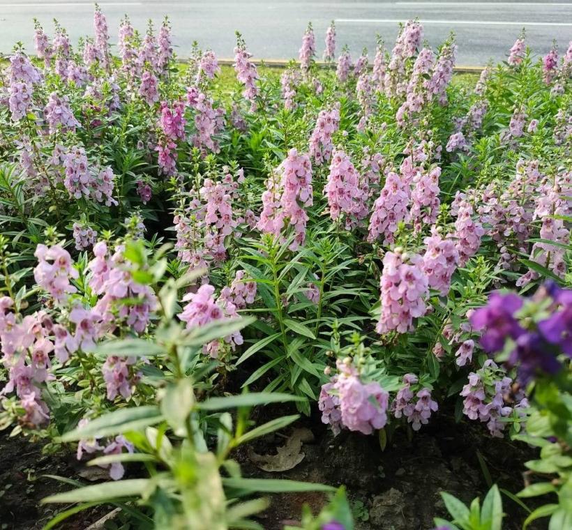 造景兩側，紫、粉、白3色天使花也正值盛花期，花朵隨風搖曳，如同彩帶般在綠意間飛舞