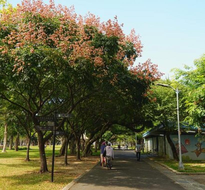 公園或街道上常見臺灣欒樹的身影，樹冠的型態平展傘形，也為市民朋友帶來些許遮蔭