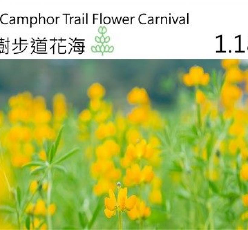 貓空樟樹步道像黃金風鈴的魯冰花呈現的「樟樹步道花海」