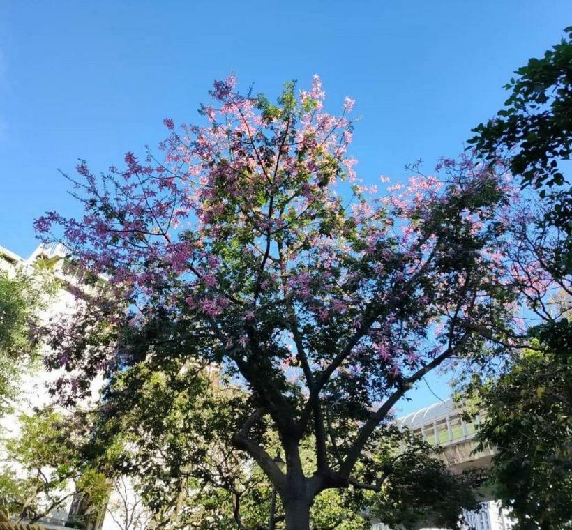 秋意漸濃，臺北街頭卻迎來一場美人樹繽紛的秋日花景(文德1號綠地)