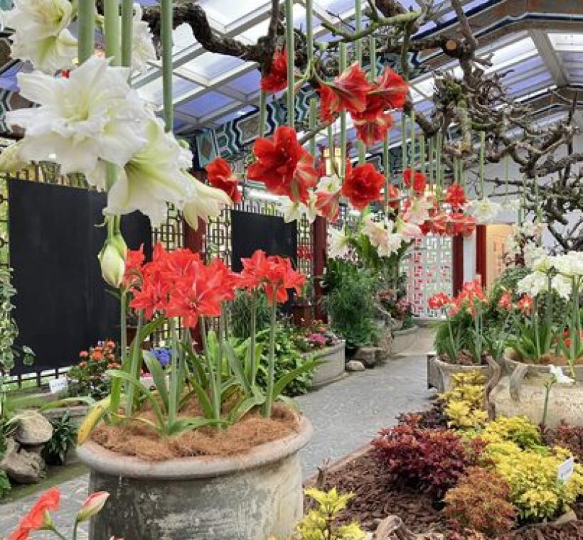 孤挺花、彩葉草與當季花卉交織而成的春日花園