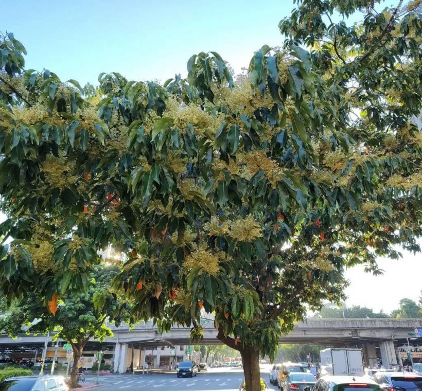 (圖13) 這場「秋天的第一場雪」，不是寒冬降臨，而是臺北送給市民最浪漫的一封情書