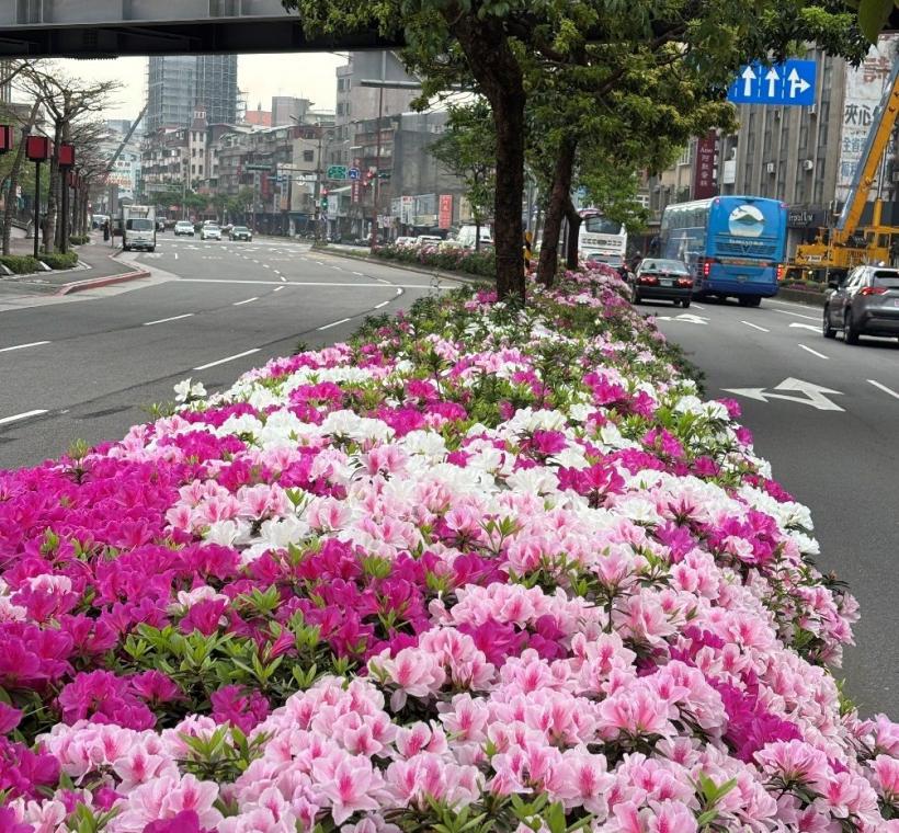 艋舺大道杜鵑已盛開